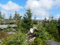 136_heute_entsteht_neuer_gesunder_Wald