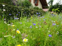 2020_02_Bluehflaeche_Am_Wirtskreuz_w