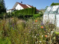 2020_c_Bluehflaeche_in_einem_Garten_an_der_Umkehre_der_Johann-Schuster-Strasse_Haselbach_fast_schon_verblueht_ak