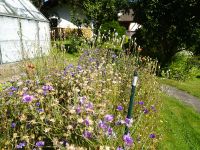 2020_d_Garten_an_der_Umkehre_der_Johann-Schuster-Strasse_Haselbach_ak