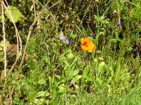 2020_e_Garten_an_der_Umkehre_der_Johann-Schuster-Strasse_Haselbach_ak