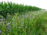 2020_f_Bluehflaechen_an_der_Aschaer_Strasse_bei_Kleinkohlham_mt