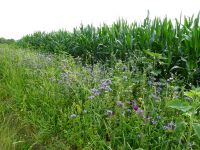 2020_g_Bluehflaechen_an_der_Aschaer_Strasse_bei_Kleinkohlham_mt