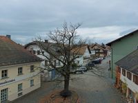 2020_11_04_13_entlaubte_Friedenseiche_am_Abschluss_der_Burgstrasse
