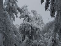 01_d_Arbermandl_san_ausgwandert