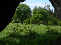 009-Ruckowitz---Ahorn-mit-Durchblick