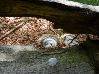 014-Buchenfoehrling-dreht-sich-wenn-der-Gastbaum-faellt---ft