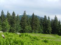025-Radome-am-Arber-vom--Waldweidegebiet-des-Mittagsplatzl----ft