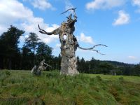 027-Noch-wehrt-er-sich-mit-letzter-Kraft-der-Charakterbaum-am-Hochschachten---ft
