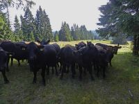 064-Im-ehemaligen-Scheuereck-wird-heute-naturnahe-extensive-Weidewirtschaft-betrieben---ft