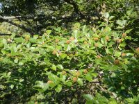 079-Bucheckern-gibts-ebenfalls-en-masse---ft