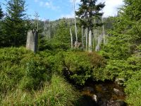 083-Idylle-und-Chaos-am-Kleinen-Rachelbach-der-im-Nordkar-des-Rachels-entspringt---ft