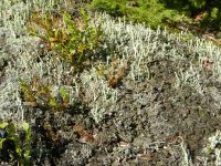 085-Cladonia_Flechten-mit-trompetenfrmigen-Strukturen-auf-Gesteinsbloecken-der-Blockmoraenen---ft