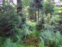 088-Urwald-am-Rachel---bm