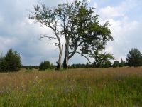 096-alter-Ahorn-am-Suedhang-des-Ahornberges----das-Dorf-Haidl-wurde-Opfer-des-kalten-Krieges---ft