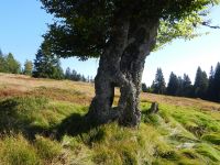 101-Baum-mit-Durchblick-am--Jaehrlingsschachten---ft