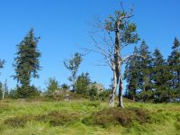 102-Stelzenbaum-am--Jaehrlingsschachten-mit-Scheuereckberg---ft