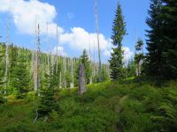 111-Steig-am-Kleinen-Schwarzbach---bm