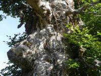 126-Ahorn-und-Buche---die-Charakterbaeume-der-Schachten---jeder-anders---besonders---ft