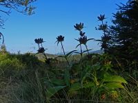 130-Ungarischer-Enzian-am-Hochschachten-mit-dem-Arber-als-Hintergrund---ft