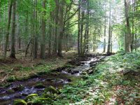 136-Deffernik-am-Grenzsteig-in-Richtung-Lackaberg---bm