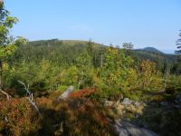 164-Enzian-und--Schwarzeck-von-Wanderweg-in-Richtung-Enzian---ft