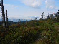 008--noch-wabert-nach-einem-Regentag-der-Nebel-im-Vorderen-Bayerischen---ft