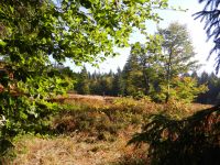012-Rindlschachten---bereits-herbstlich-angefaerbt---ft