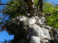 013-Herbst-des-Lebens---Charakterbaum-am-Rindlschachten---ft