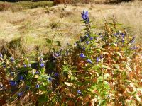 014-noch-blueht-der-Schwalbenwurz-Enzian---ft