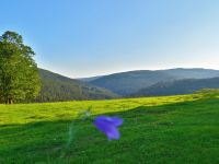 018-Ausblick-mit-Glockenblume-von-Mitterwaid-Predni-Paste-bers-Kremelnatal-im-Sumava--bm