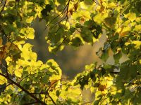 022-Fruehherbstliche-Verfaerbung-im-Sumava---bm