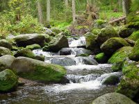 028-Wydra-im-Nationalpark-Sumava---bm