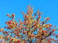 030-Herbst-in-seiner-vollen-Pracht---ft