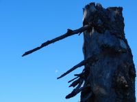 031-der-Mond-kommt-wieder---die-alte-Schachtenfichte-auch---als-Naehrboden-fuer-andere---ft