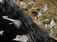 033-Schoenheit-des-Vergaenglichen---ft