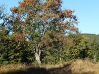 042-herbstliche-Farben-in-Gsenget-am-Grenuebergang-nach-Boehmen---bm
