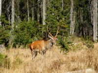 043-Grosses-Hirschbrunft-Szenario---Jung-gegen-Platzhirsch---bm