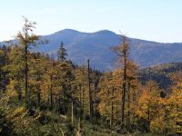 053-Herbstlicher-Hochwald-noerdlich-des-Rachels---bm