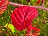 079-Herbstimpression-Proeller---bm
