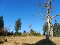 080-der-Stelzenbaum-am-Scheuereckberg---dem-Gipfel-des-Jaehrlingschachtens---ft