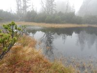 095-Moorauge-im-Sumava-Nationalpark---ft