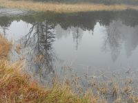 096-Mystische-Stimmung-im-Moor---ft
