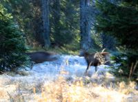 130-Zu-wenig-Zeit-das-fluechtende-Wild-mit-der-Kamera-einzufangen---bm