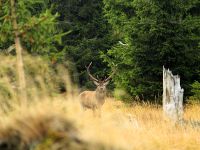 Hiagst19_006_Hirschbrunft_am_Kiesruck