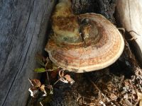 Hiagst19_012_selbst_da_Rotrandfichtenporling_nimmt_an_der_Herbstpracht_teil