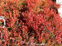 Hiagst19_026__hoawablau_und_goldrubin