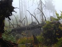 Hiagst19_029_Urwald
