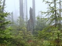 Hiagst19_030_ein_neuer_Wald_entsteht