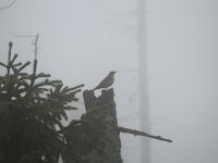 Hiagst19_031_Singdrossel